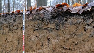 Bodenprofil im Hainich (Ausschnitt)